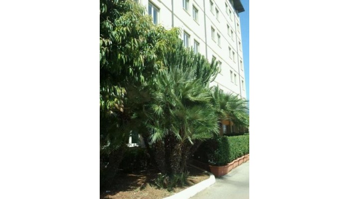 Poza pentru Cit Hotels Dea Palermo 987-1491212434 Cit Hotels Dea Palermo poza 0
