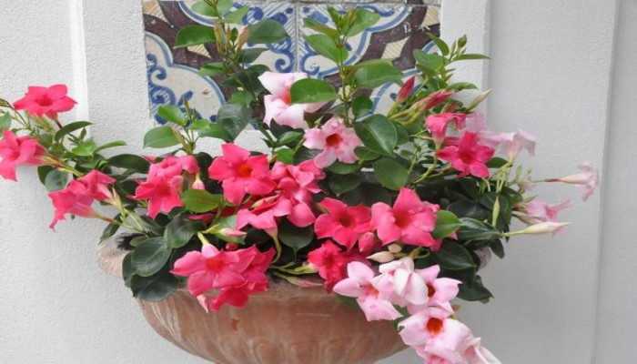 Hotel Mignon poza 15